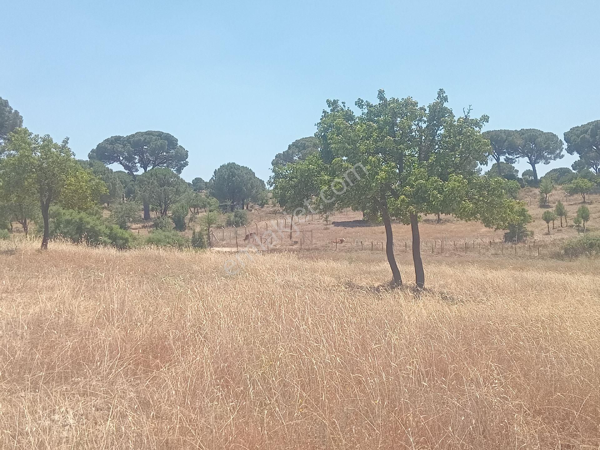 Muğla Milas Türbe Akkovanlık'da 4892 M2 Muhteşem Tarla!!! - Görsel 13