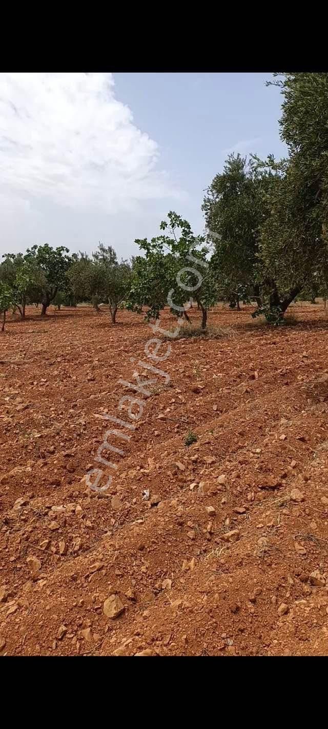 Oğuzeli Subaşında 1.868 Metre Tek Tapu Zeytin Fıstık