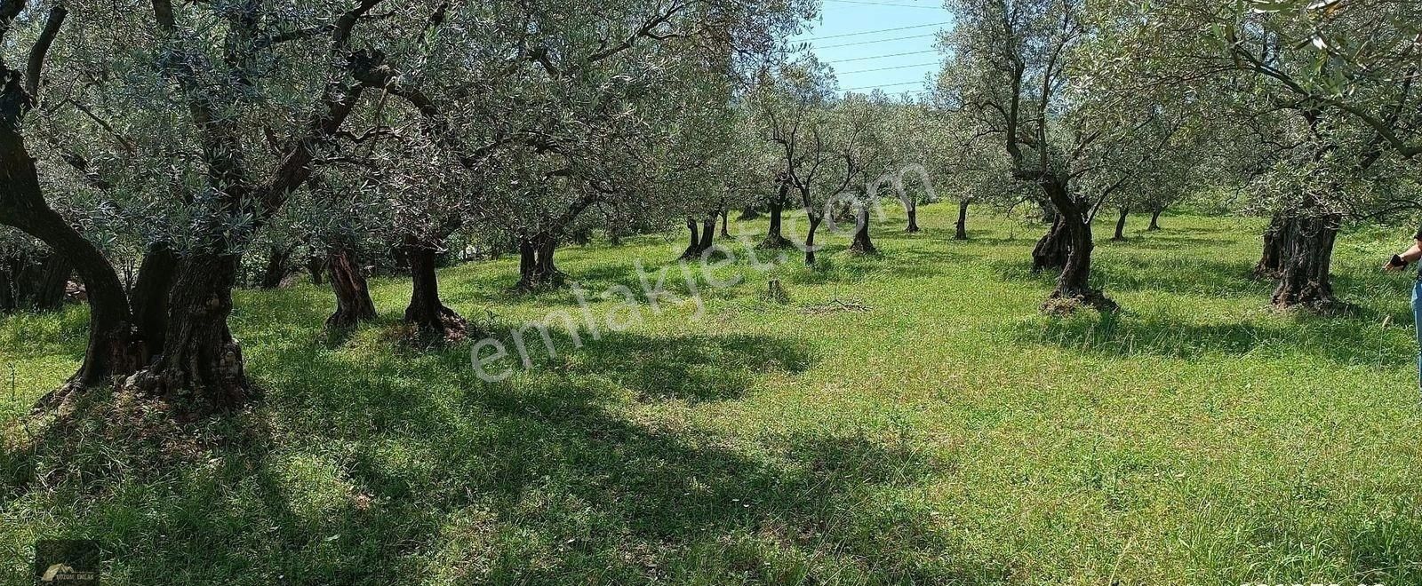Kocaeli Karamürsel Kayacık'ta 519+579 M2 %25 İmarlı Deniz Ve Doğa Manzaralı Kupon Arsa