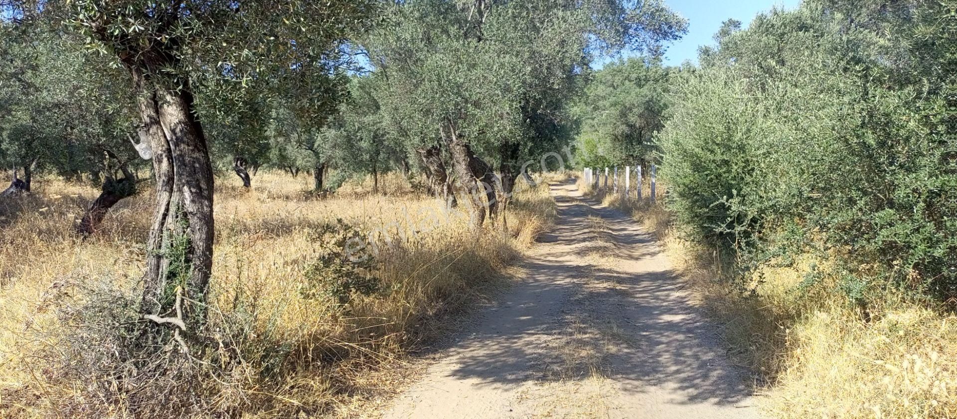 Torbalı Dirmil'de 1151m2 Düpedüz Arazide, Yolu Olan Zeytinliğimiz Satılıktır