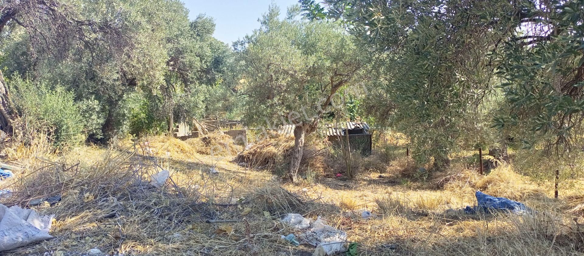 Torbalı Dirmil( Korucuk) Köyünün Dibinde; Yolu Olan, İçinde Yıkık Evi Olan 1.220m2 Arazimiz Satılık