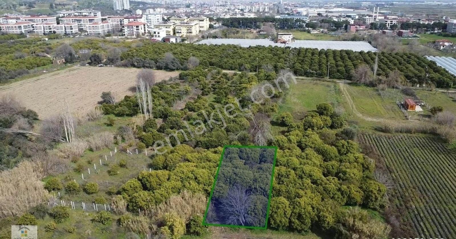Aydın Nazilli İsabeyli Mahallesinde Satılık 499 M² İmarlı Arsa