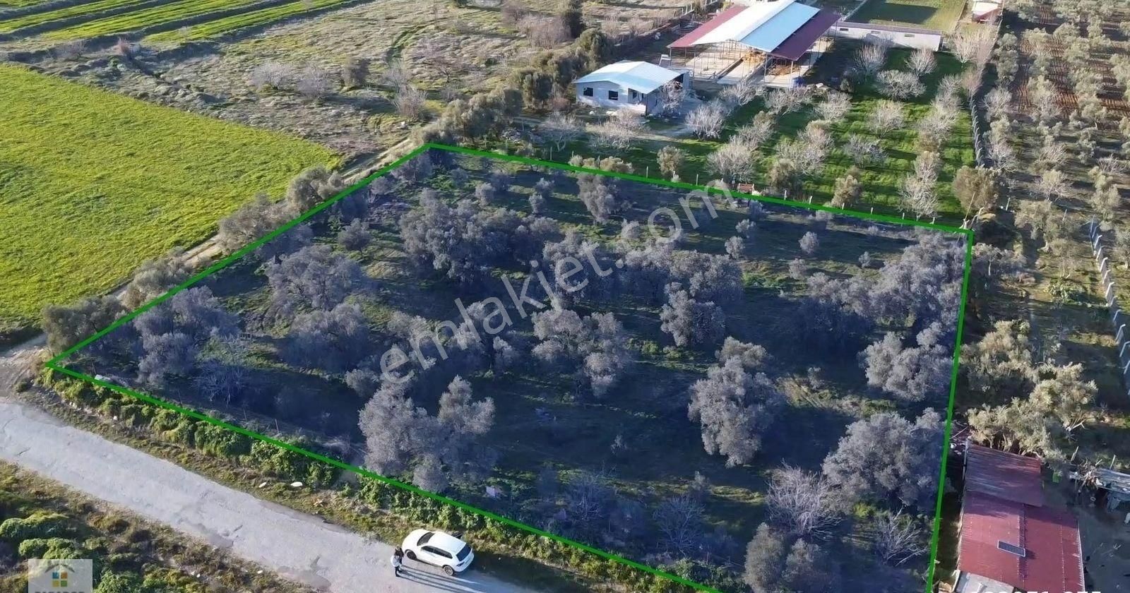 Aydın Bozdoğan Osmaniye Mahallesinde Satılık 4023 M² Bahçe