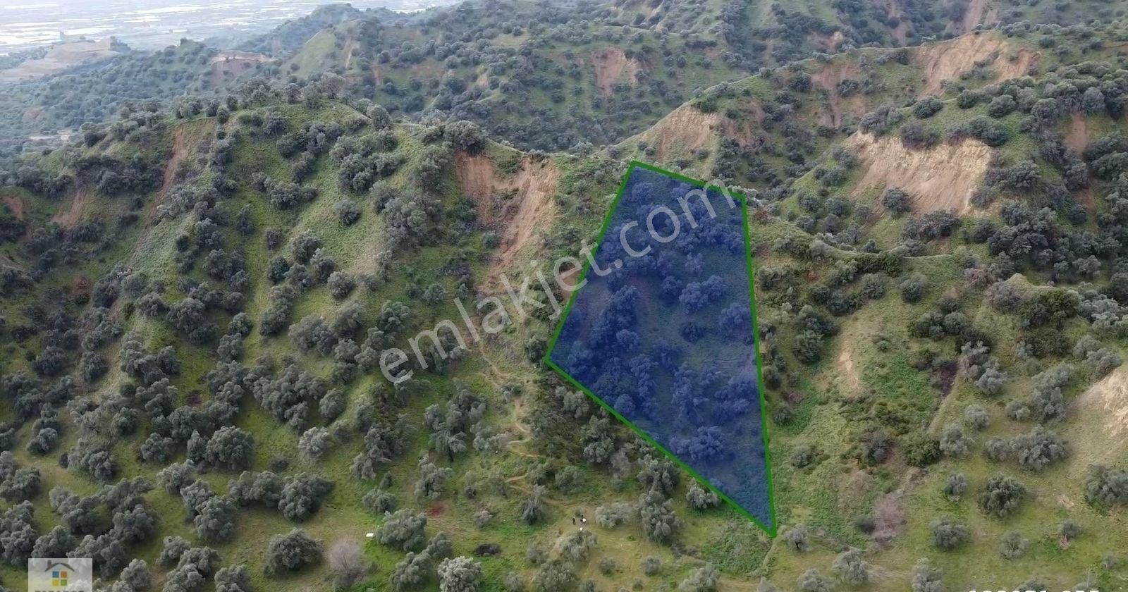 Aydın Sultanhisar Atça Mahallesinde Satılık 2573 M² Zeytinlik