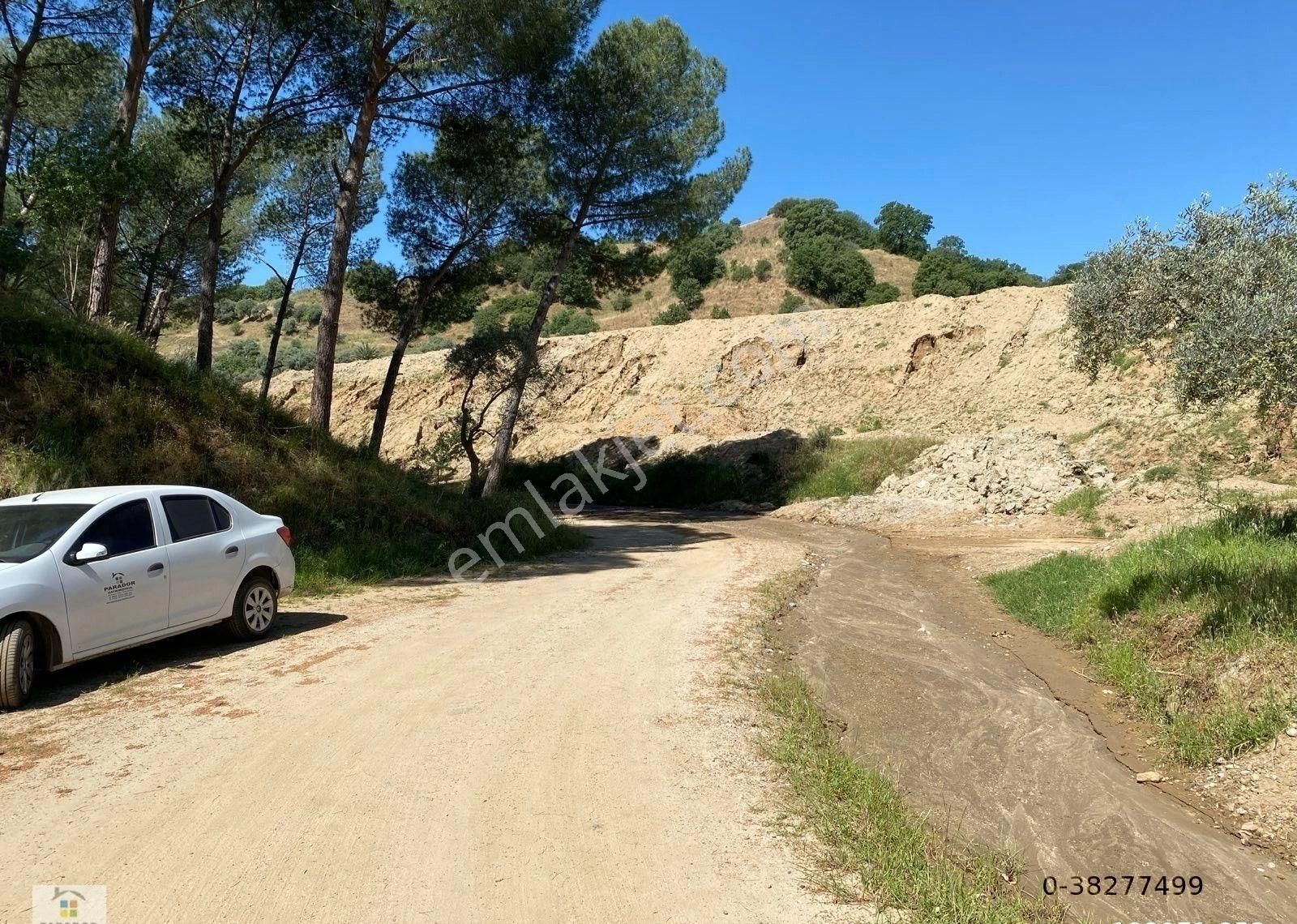 Aydın Köşk Çarşı Mahallesi Satılık 47100 M² Zeytinlik