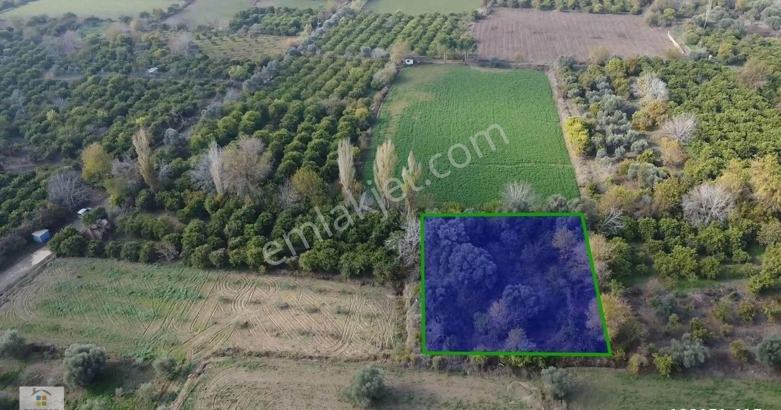 Aydın Kuyucak Merkez Kurtuluş Konut İmarlı Satılık Arsa