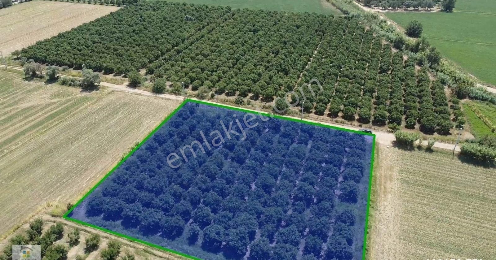 Aydın Nazilli Sevindikli Mahallesinde Satılık 4100 M² Tarla