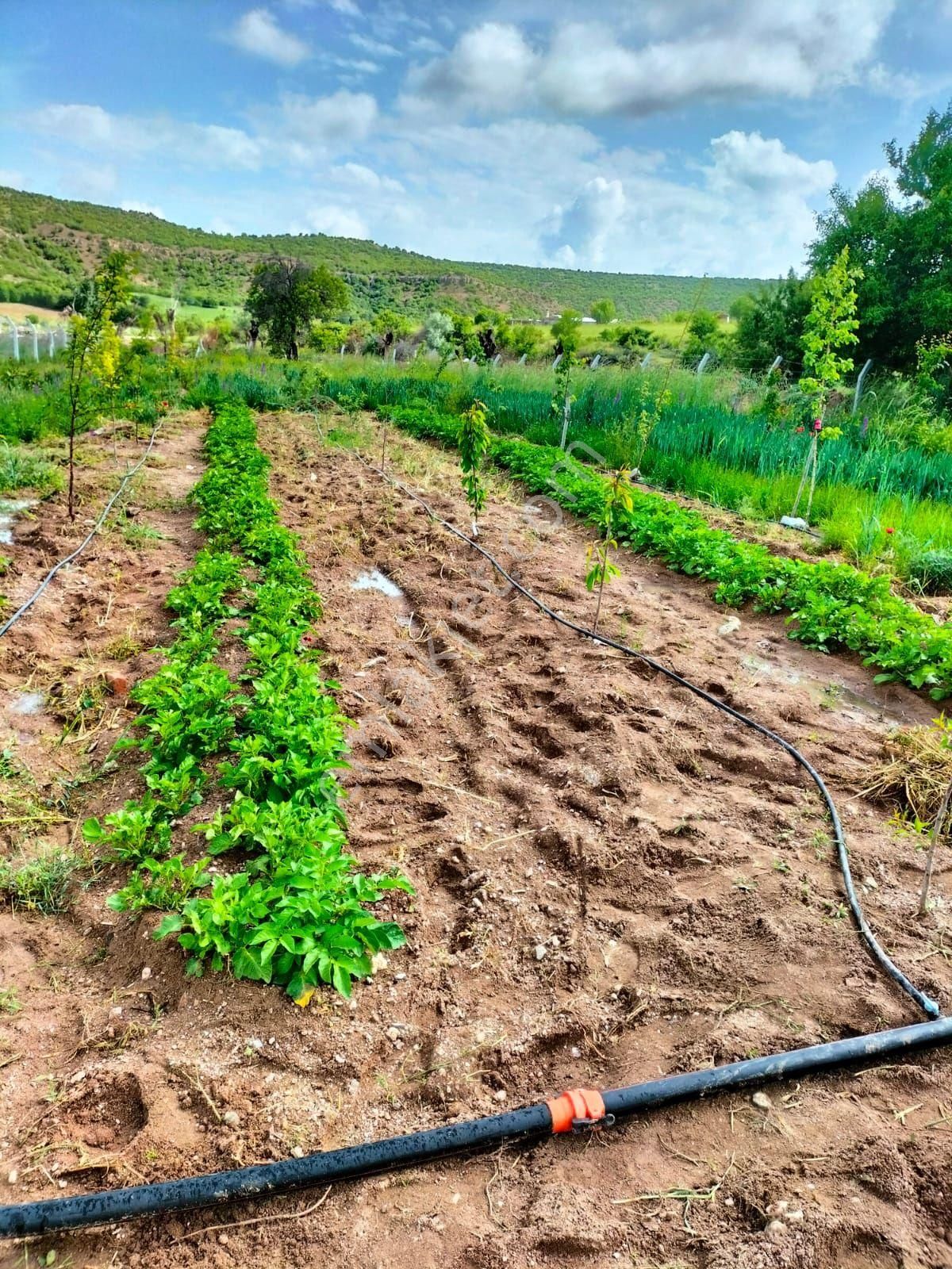 Karakoç Gayrimenkul Meram Güneyderede Satılık 1615 M2 Kurulu Düzen Bahçe - Görsel 22