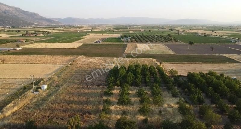 Kızılcabölük Yolu Altında Tavasa Yakın Cevizlik - Görsel 9