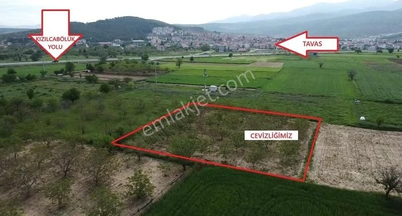 Kızılcabölük Yolu Altında Tavasa Yakın Cevizlik - Görsel 13