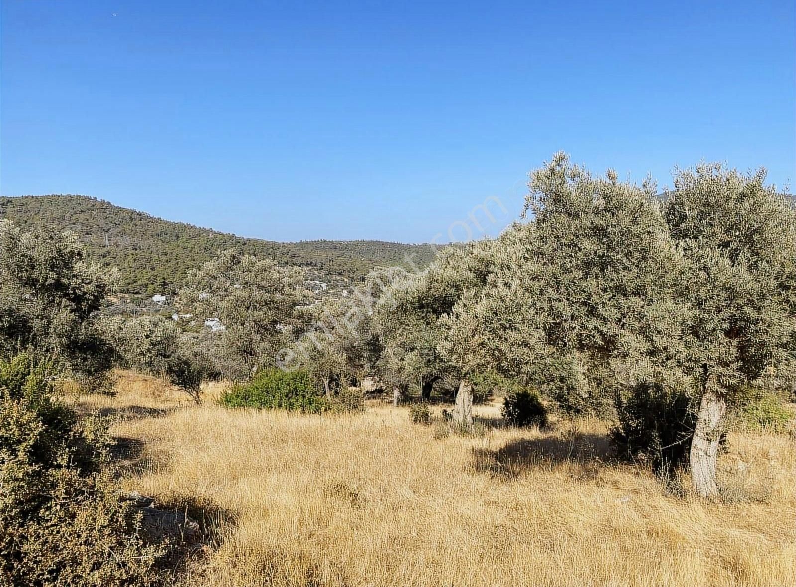 Bodrum Kızılağaç'ta Satılık 1575 M² Tarla
