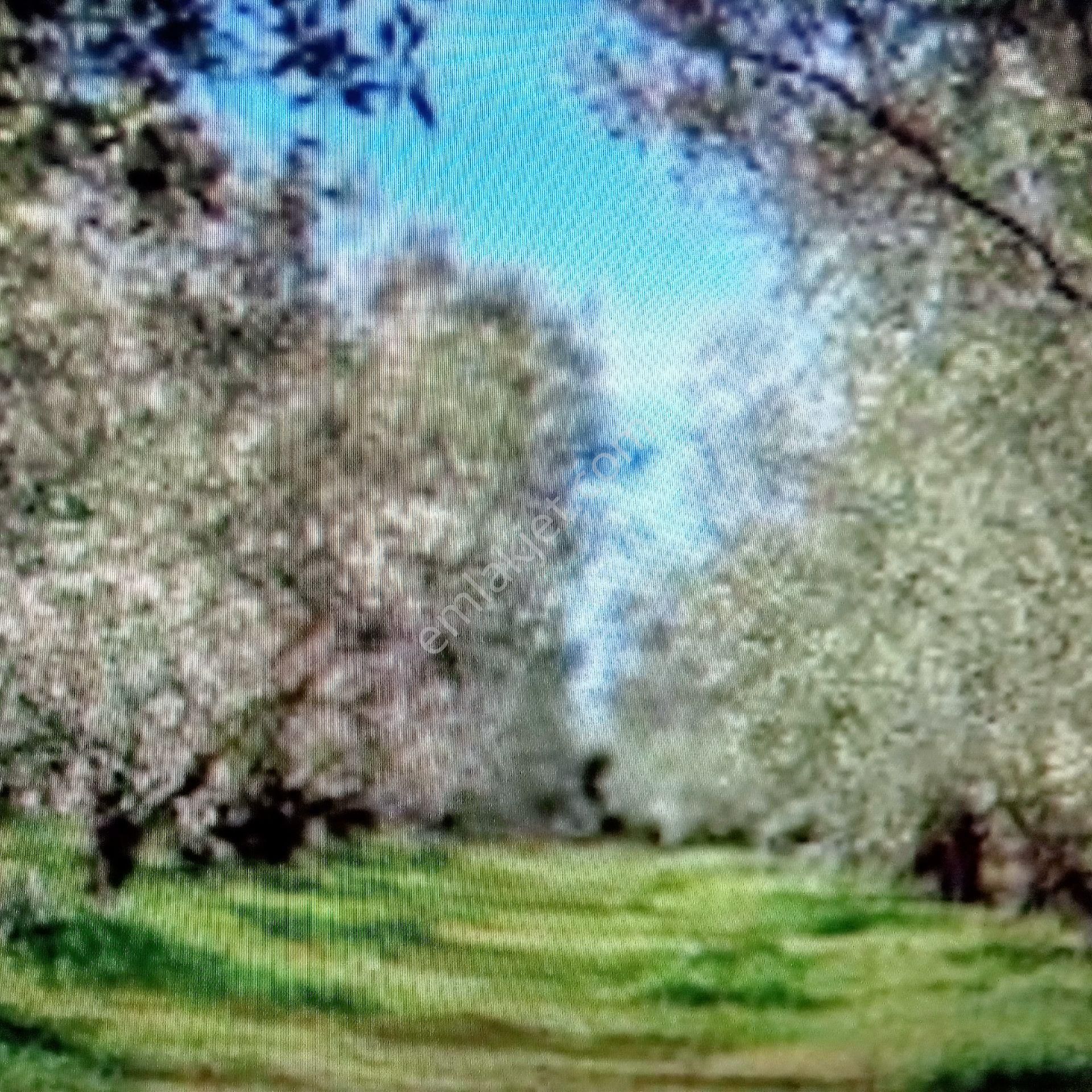 Aydın Bozdogan,kavaklida Satılık Zeytinlik
