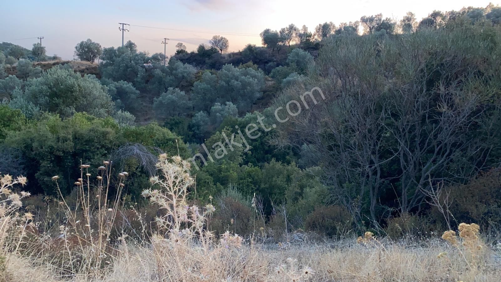 Seferihisar Beyler 2.700 Mk Tek Tapu Zeytinlik, Denize 10 Km, Seferihisar A 5 Km Yakın - Görsel 3