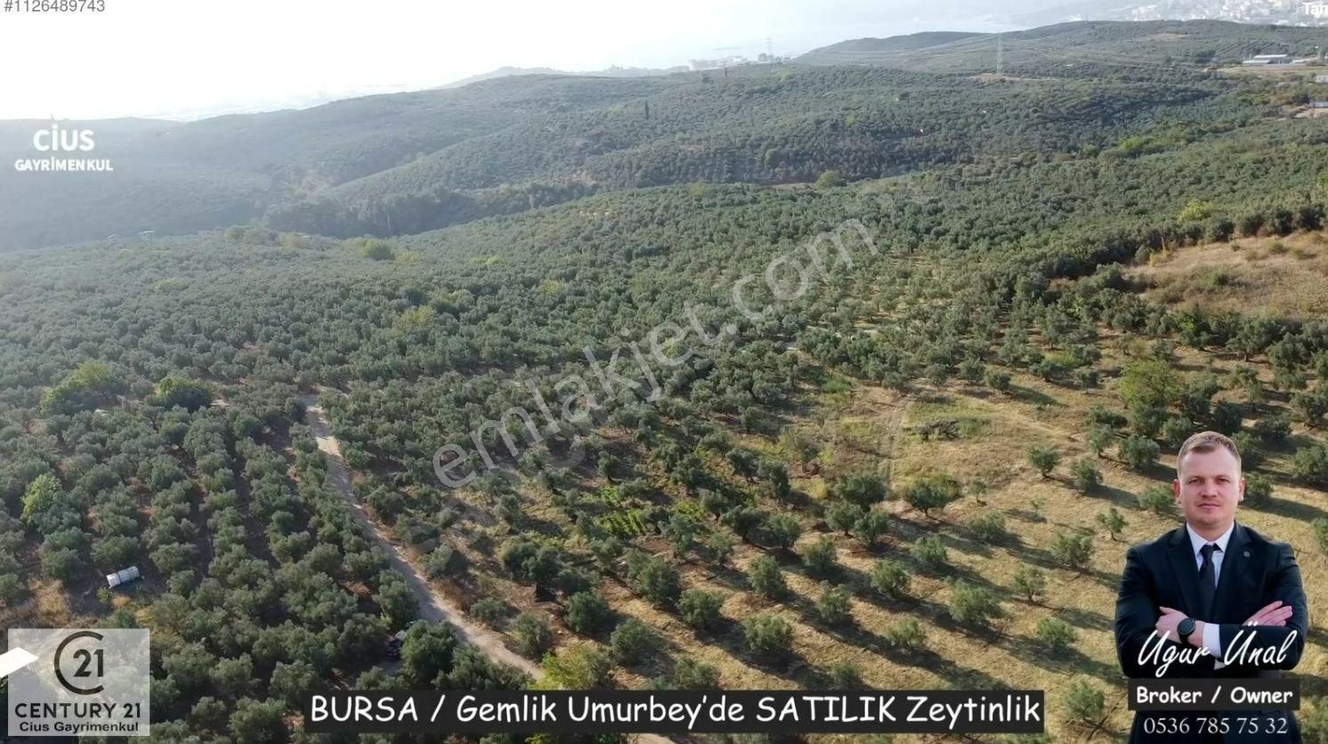 C21cius: Umurbeyde İmara 614 Metre Mesafede Yatırımlık Zeytinlik - Görsel 5