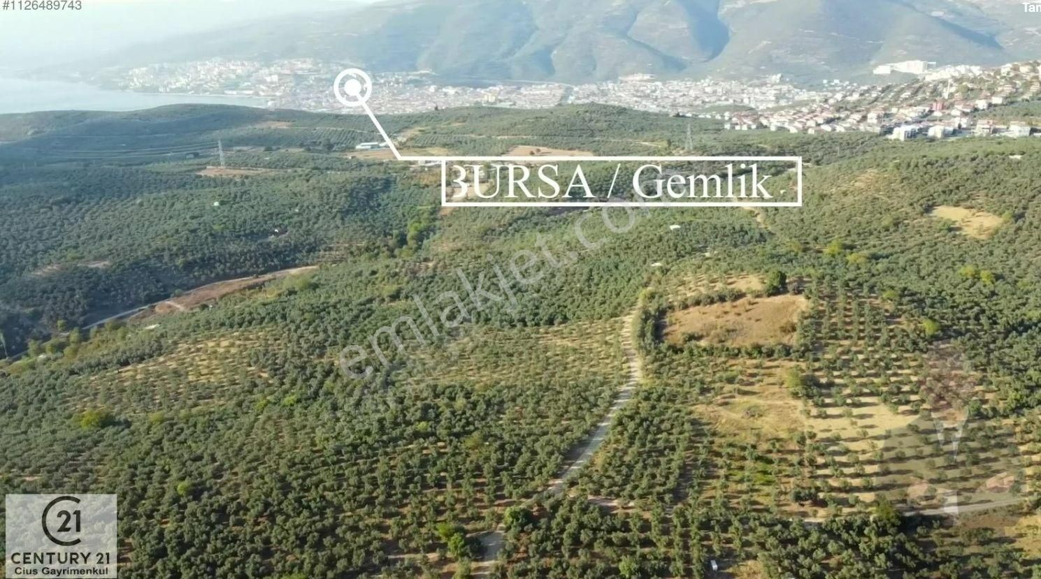 C21cius: Umurbeyde İmara 614 Metre Mesafede Yatırımlık Zeytinlik - Görsel 3