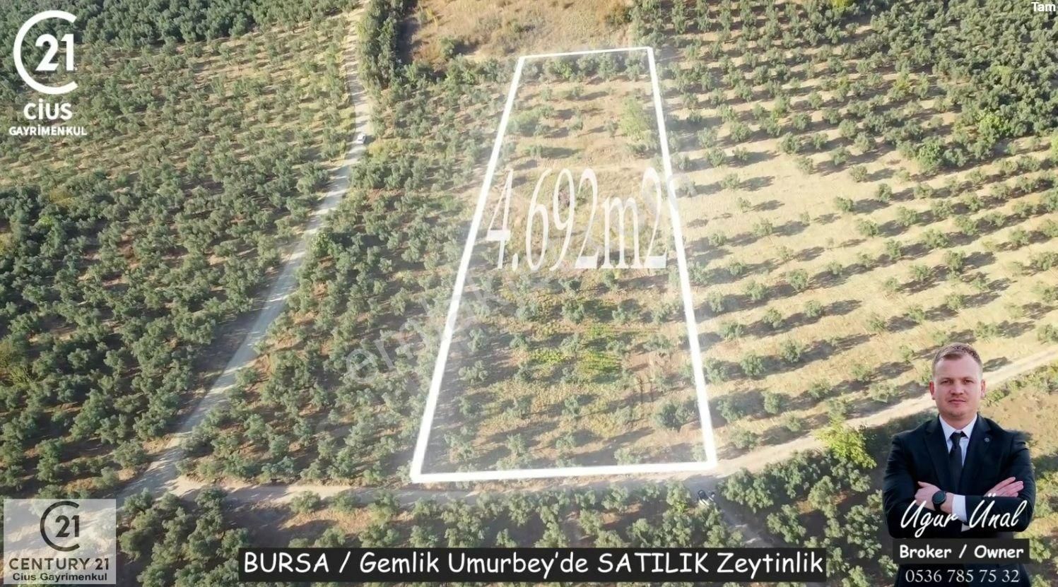 C21cius: Umurbeyde İmara 614 Metre Mesafede Yatırımlık Zeytinlik