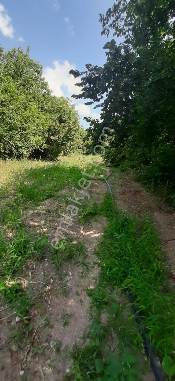 Bursa Yenişehir Günece Köyünde İmara Sınır!!! 450 M2 Evlerin Yanında Satılık Hobı Bahçesi