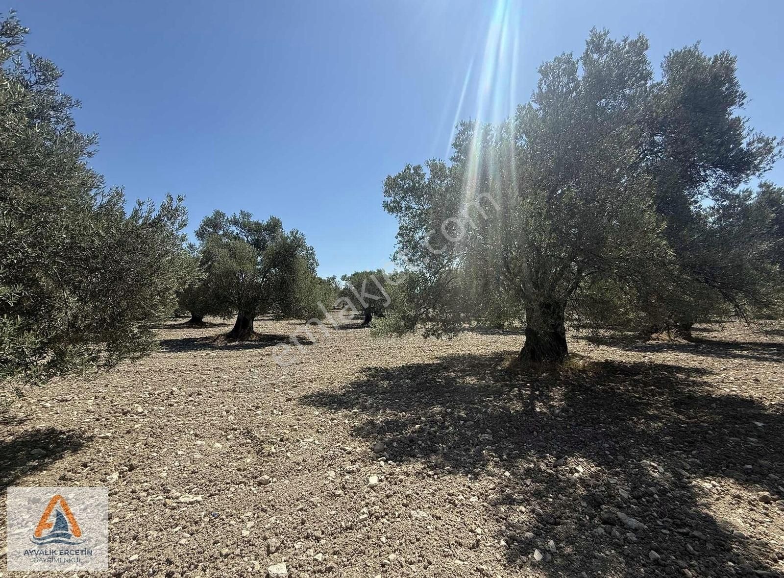 Ayvalıkta Denize 2.5 Km 52 Ağaç Elektrik Suya Yakın Zeytinlik - Görsel 9