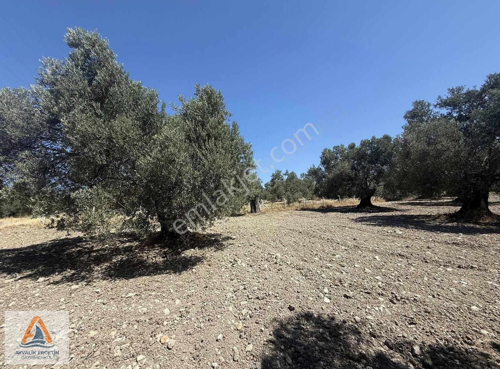 Ayvalıkta Denize 2.5 Km 52 Ağaç Elektrik Suya Yakın Zeytinlik - Görsel 2