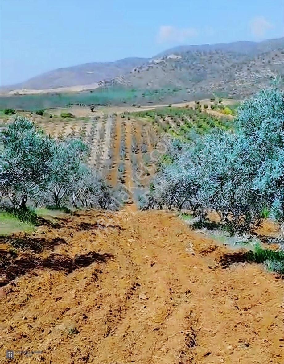 Manisa Salihli Gökçeköy De Satılık 31 Dönüm1 Satılık Zeytinlik