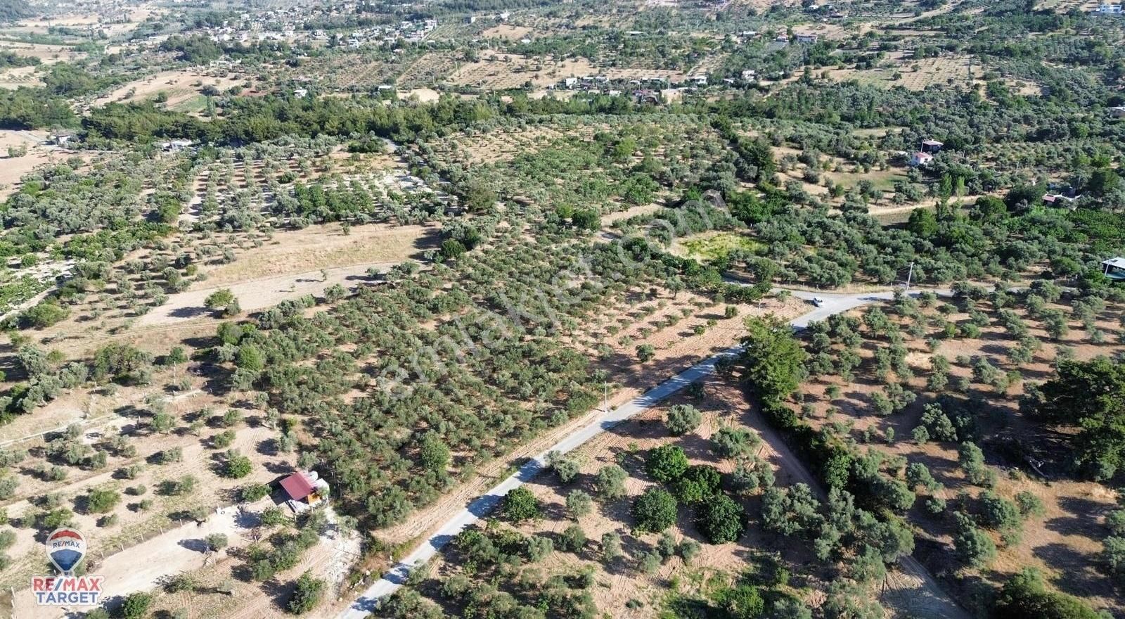 Remax Target'tan Buca Doğancılar'da 12686 M2 Zeytini Tarla