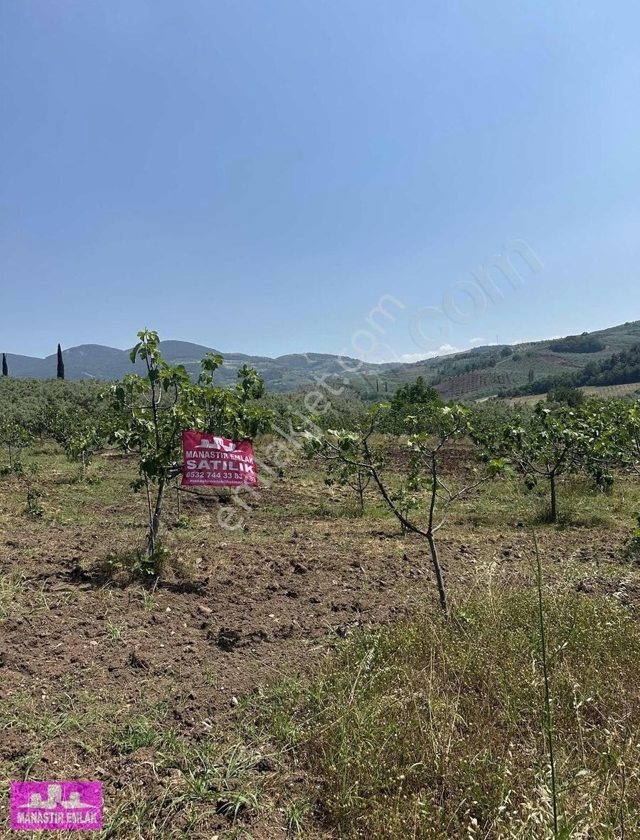 Manastır Emlak'tan Satılık Yol Kenarında 9.936 M2 Zeytinlik - Görsel 9