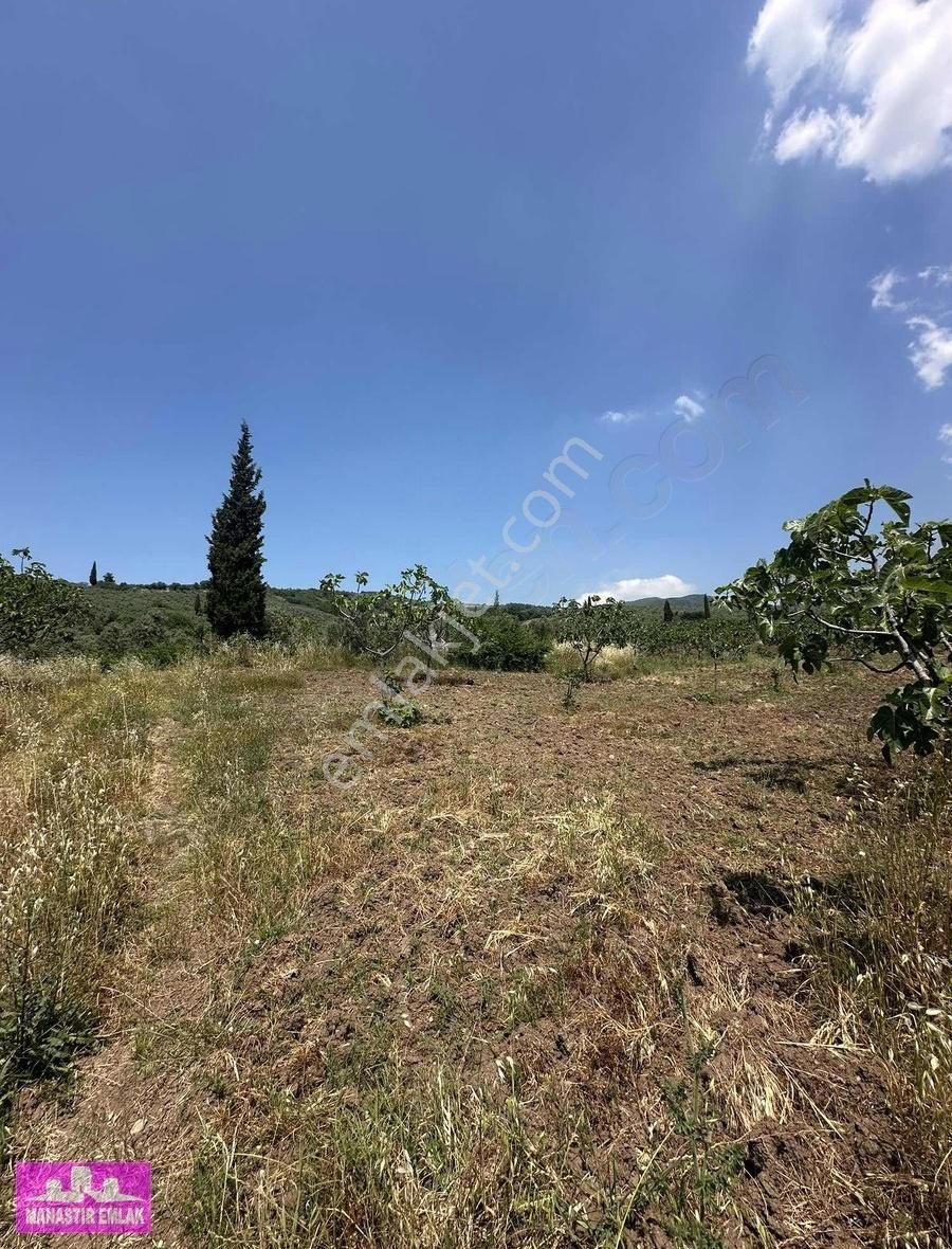 Manastır Emlak'tan Satılık Yol Kenarında 9.936 M2 Zeytinlik - Görsel 14