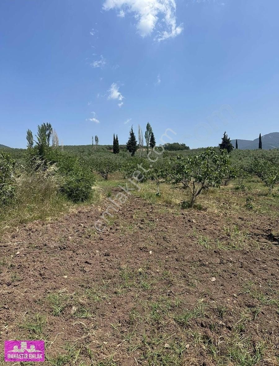 Manastır Emlak'tan Satılık Yol Kenarında 9.936 M2 Zeytinlik - Görsel 4
