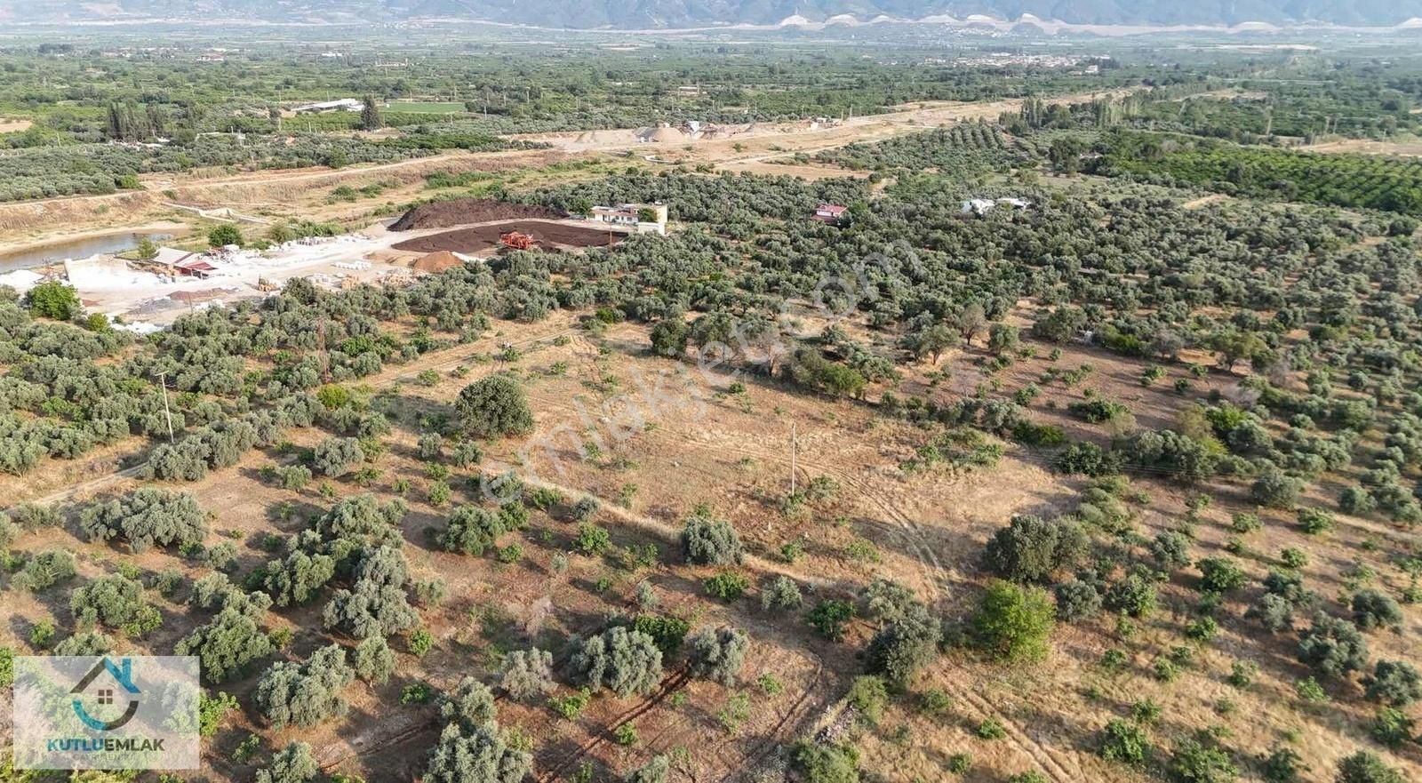 Nazilli Yalınkuyu Da Satılık Altı Dönüm İncir Bahçesi - Görsel 9