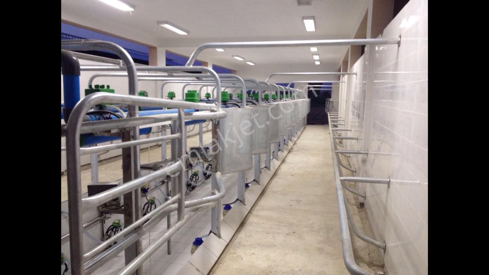 İzmir – Tire | Satılık Tam Kapasiteli Büyükbaş Hayvancılık Çiftliği - Görsel 12