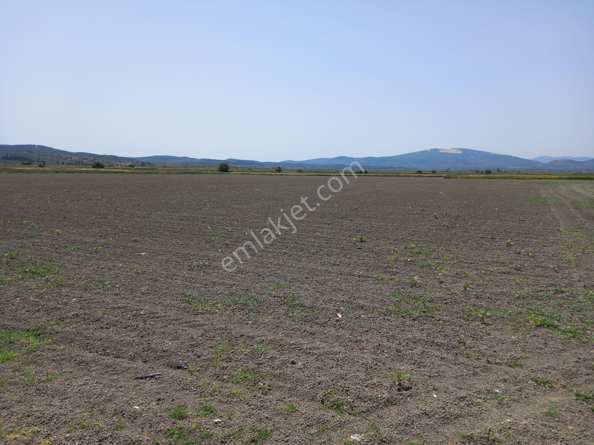 Akhisar Rahmiye Yoluna Cepheli 6.300 M2 Koop Suyu Olan Tarla 2.350.000 Tl - Görsel 3