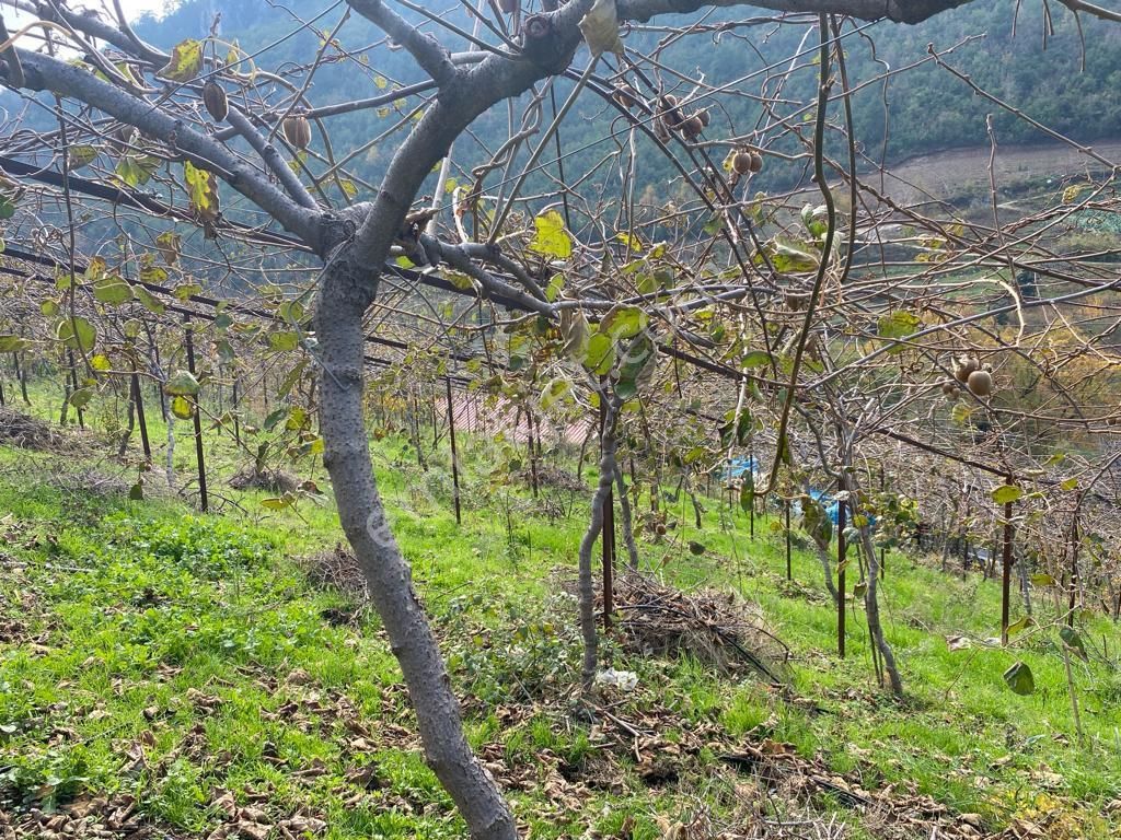 Özel Suyu Ve Evi Olan 5 Dönüm Kivi Ve Limon Bahçesi - Görsel 5