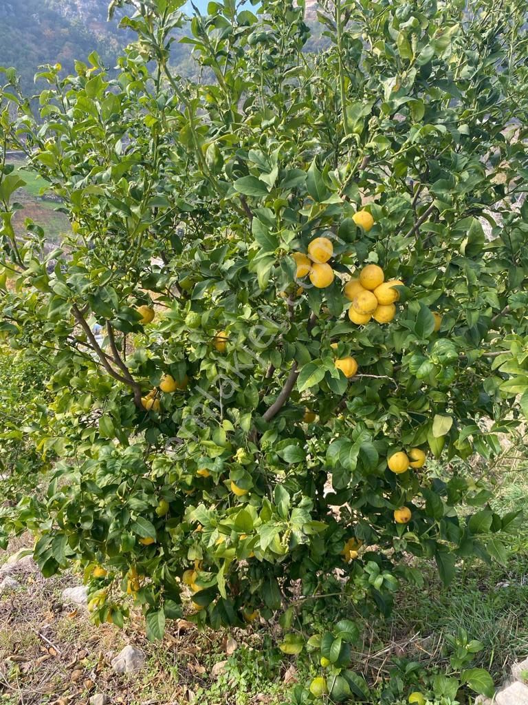 Özel Suyu Ve Evi Olan 5 Dönüm Kivi Ve Limon Bahçesi - Görsel 10