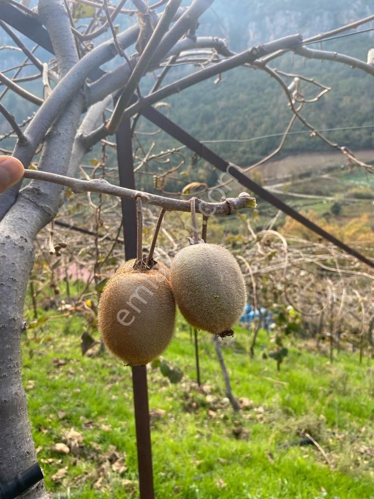Özel Suyu Ve Evi Olan 5 Dönüm Kivi Ve Limon Bahçesi