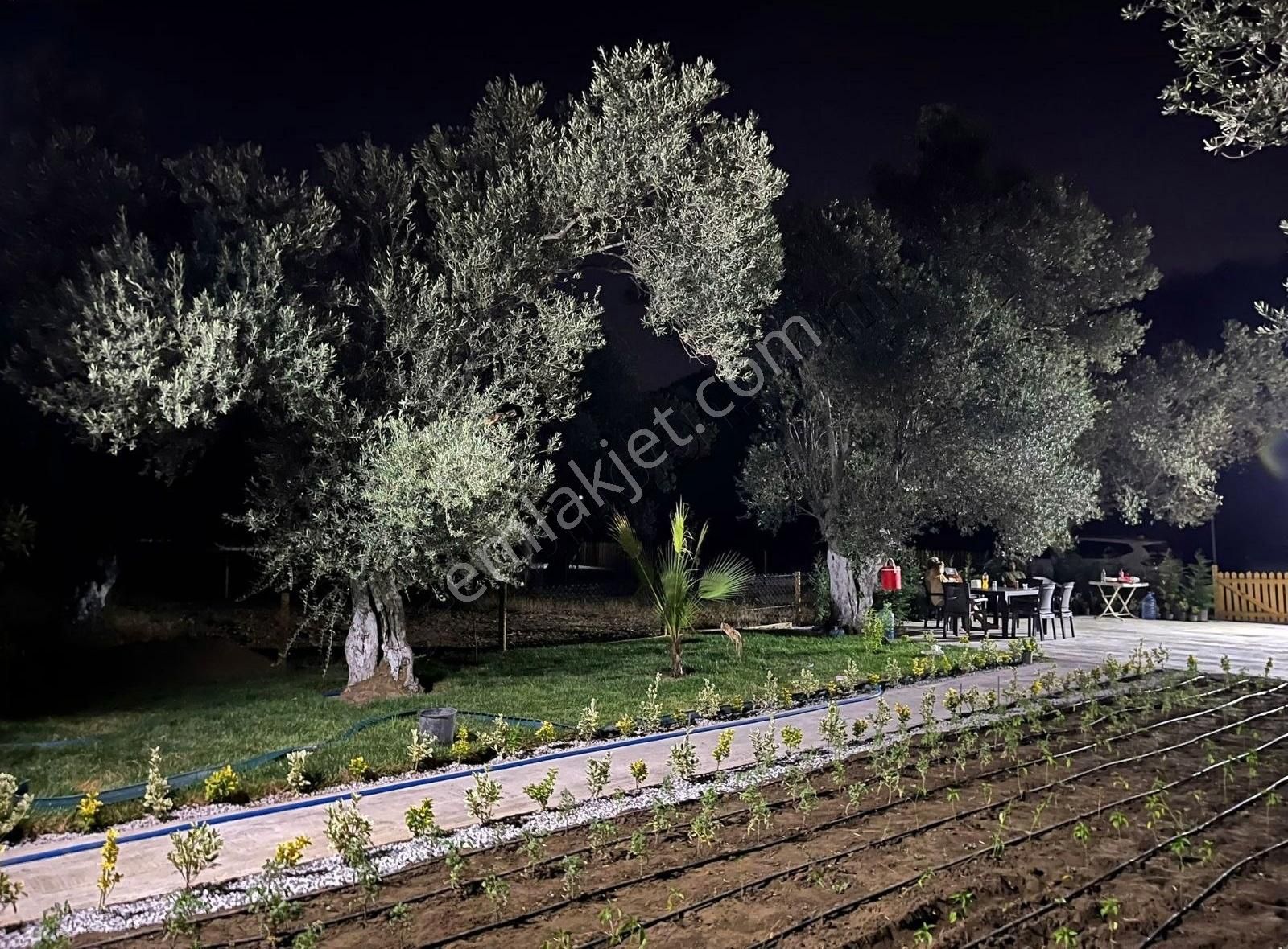 Balıkesir Zeytinli Kızılkeçili Koyunde Hobı Bahçesı - Görsel 5