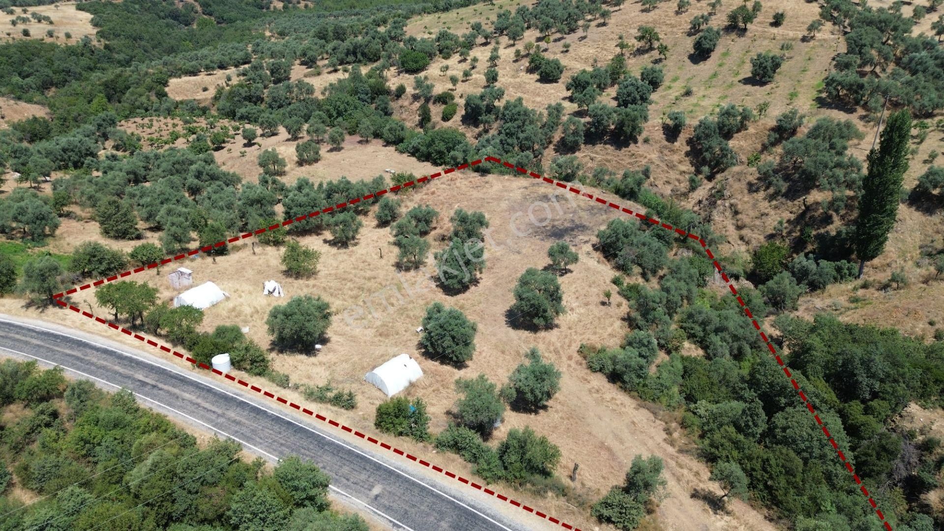 İzmir Bayındır Alanköy Mah'de Satılık Zeytinlik - Görsel 3