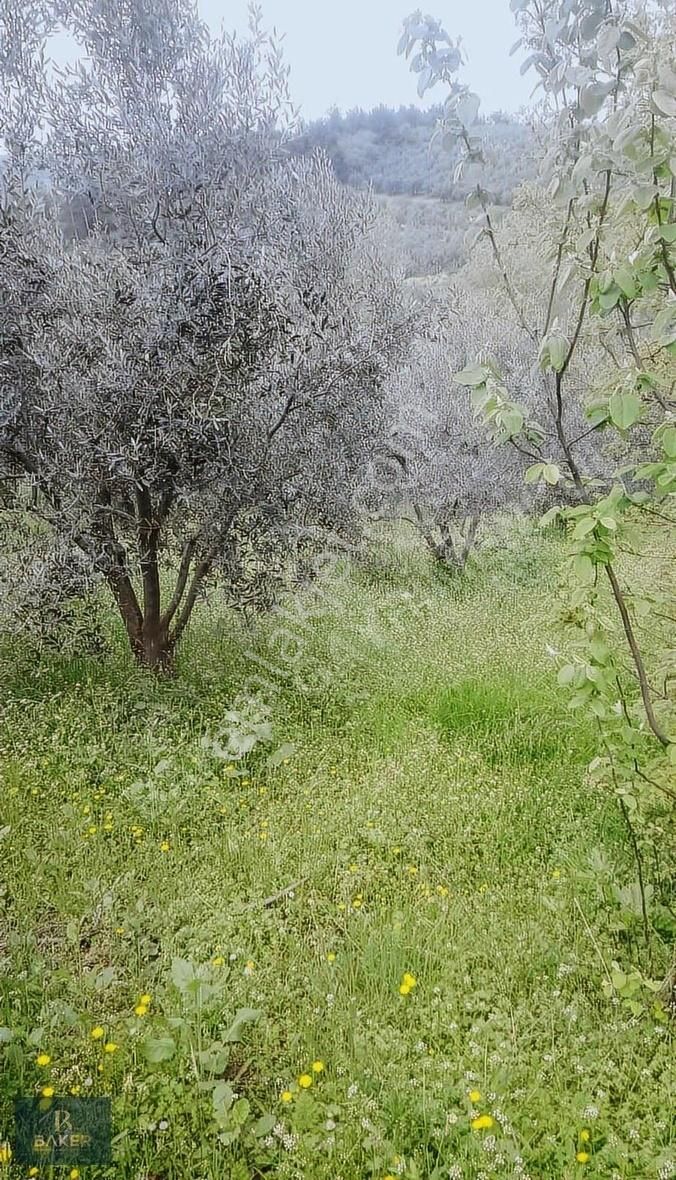 Baker'den Mudanya Orhaniyede 3.700 M2 Tek Tapu Satılık Arsa