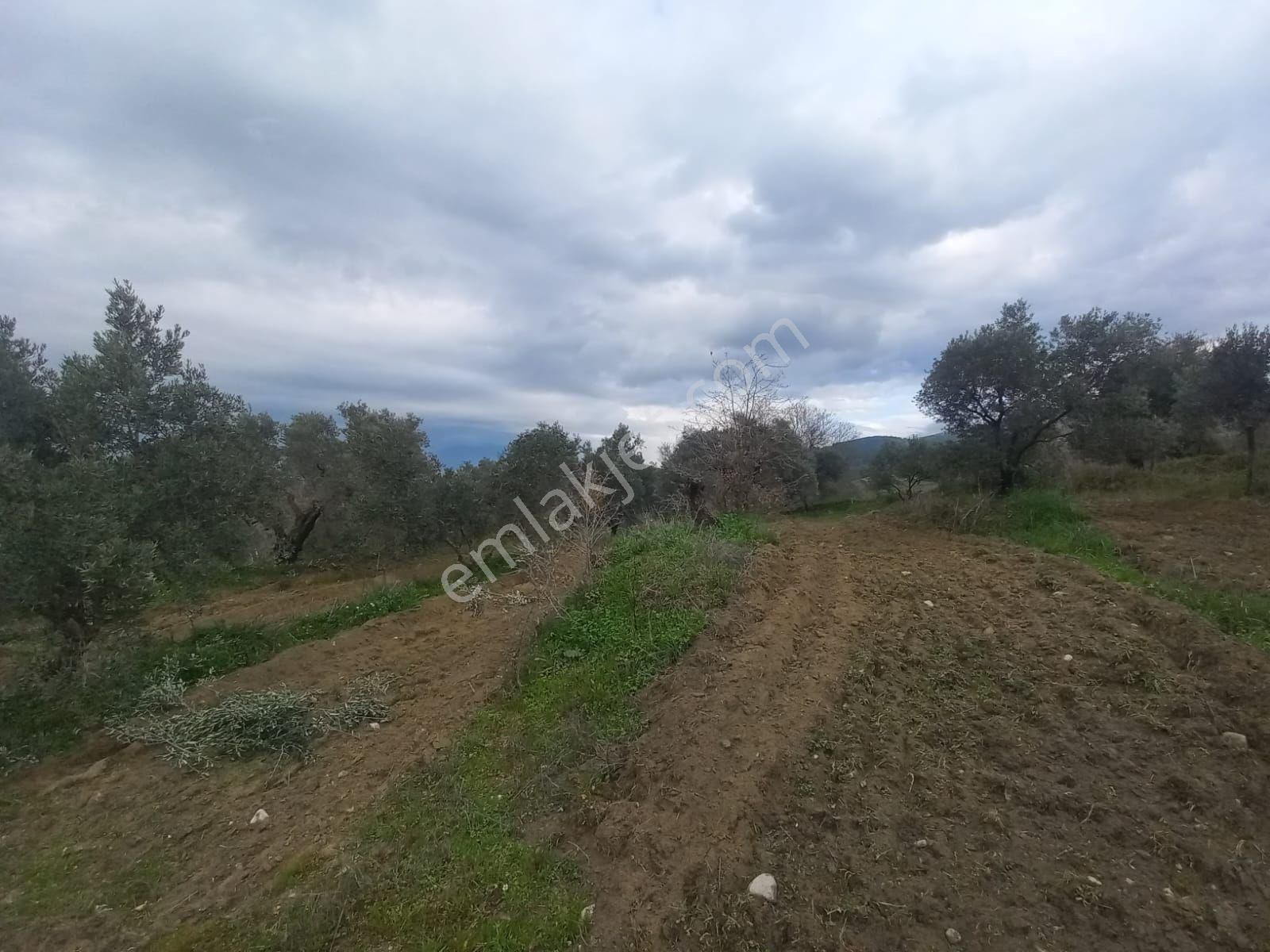 Nazilli Kırcaklı Da 4880 Metrekare Zeytınlik - Görsel 2