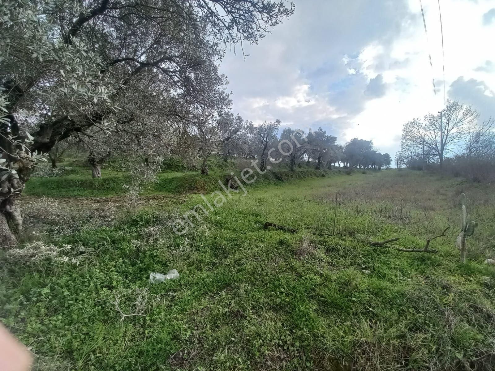 Nazilli Kırcaklı Da 4880 Metrekare Zeytınlik - Görsel 12