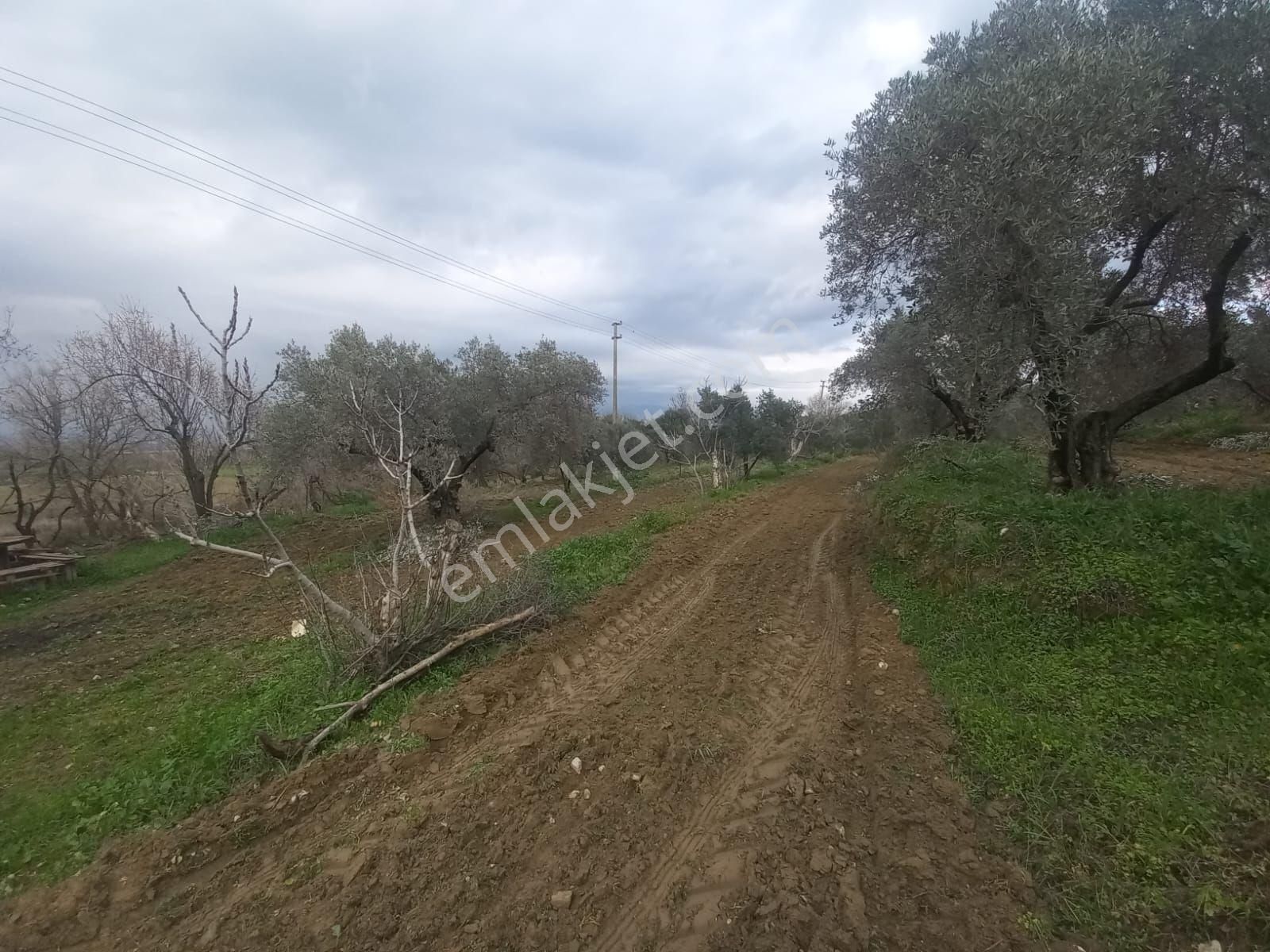 Nazilli Kırcaklı Da 4880 Metrekare Zeytınlik - Görsel 8
