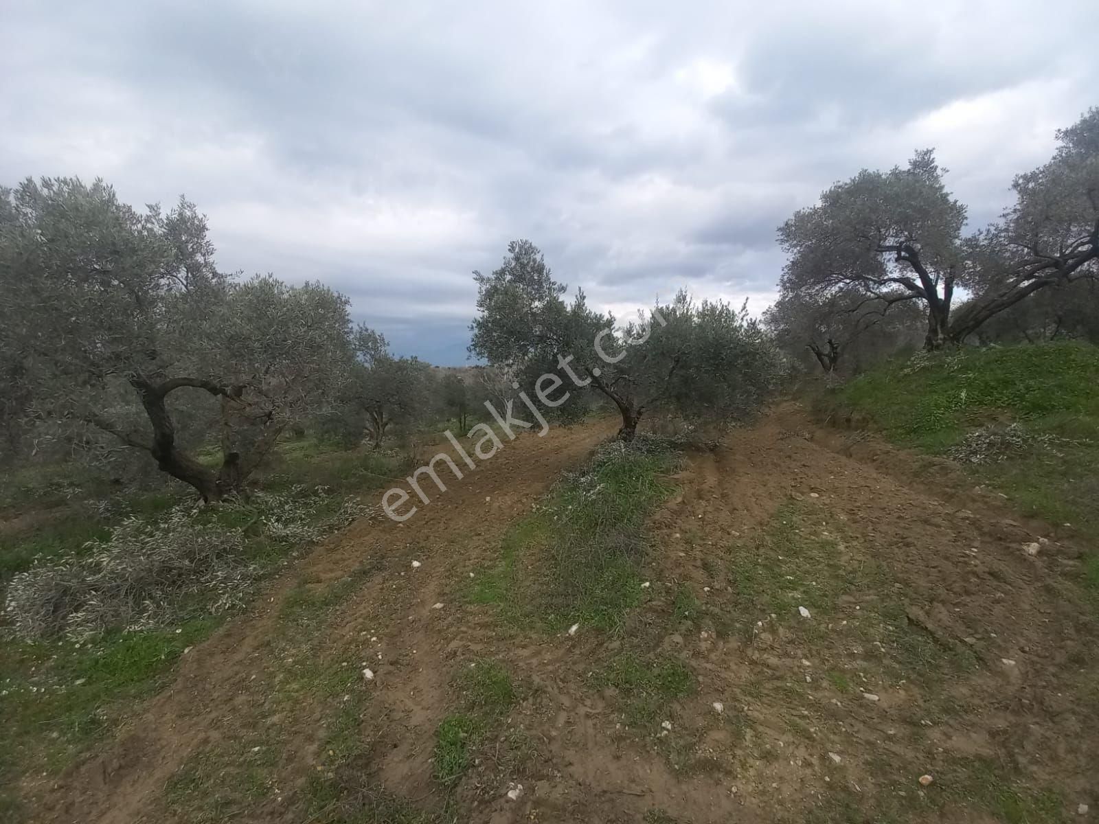 Nazilli Kırcaklı Da 4880 Metrekare Zeytınlik - Görsel 4