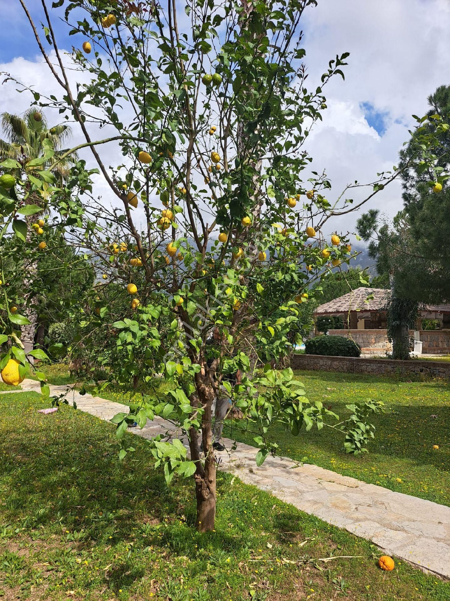 Falcon 'dan Fethiye Ölüdeniz 'de Satılık Muhteşem Daire - Görsel 10