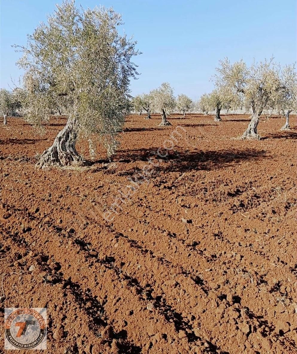 Tuğrul Emlaktan Yavuzluda 3.374m2 40 Ağaç Zeytin Yol Üstü