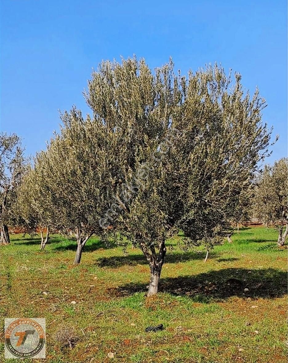 Tuğrul Emlakttan Necmettın Erbakan Tapulu 60 Ağaç Zeytin 2.895m2