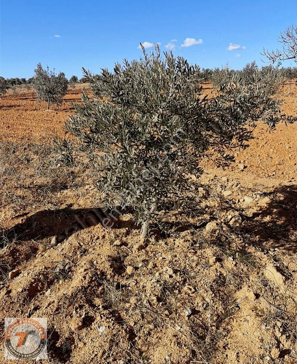 Tuğrul Emlaktan 80 Ağaç Zeytin 3.297m2
