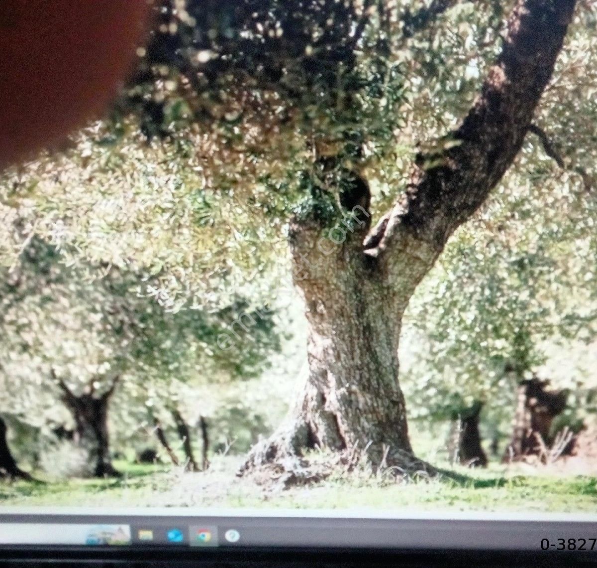 Aydın,bozdoğan,kavaklida Satılık Zeytinlik