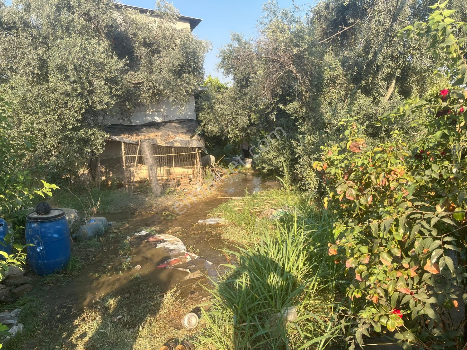 ■ Aydın Atça'da Satılık Hobi Bahçesi - Görsel 2