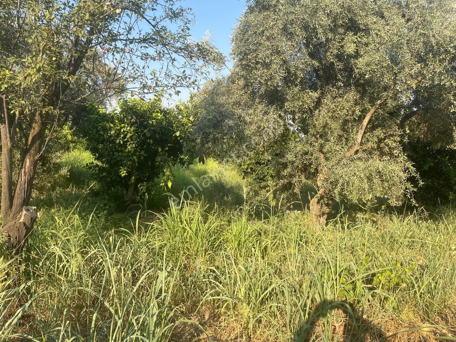 ■ Aydın Atça'da Satılık Hobi Bahçesi