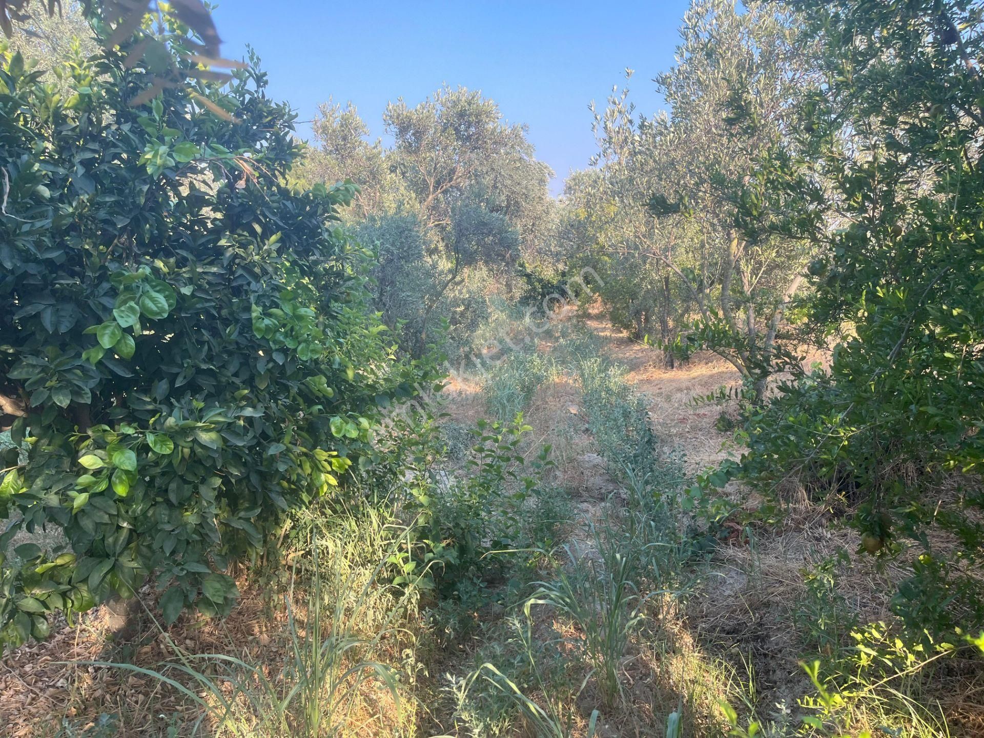 ■ Aydın Atça'da Satılık Hobi Bahçesi - Görsel 5