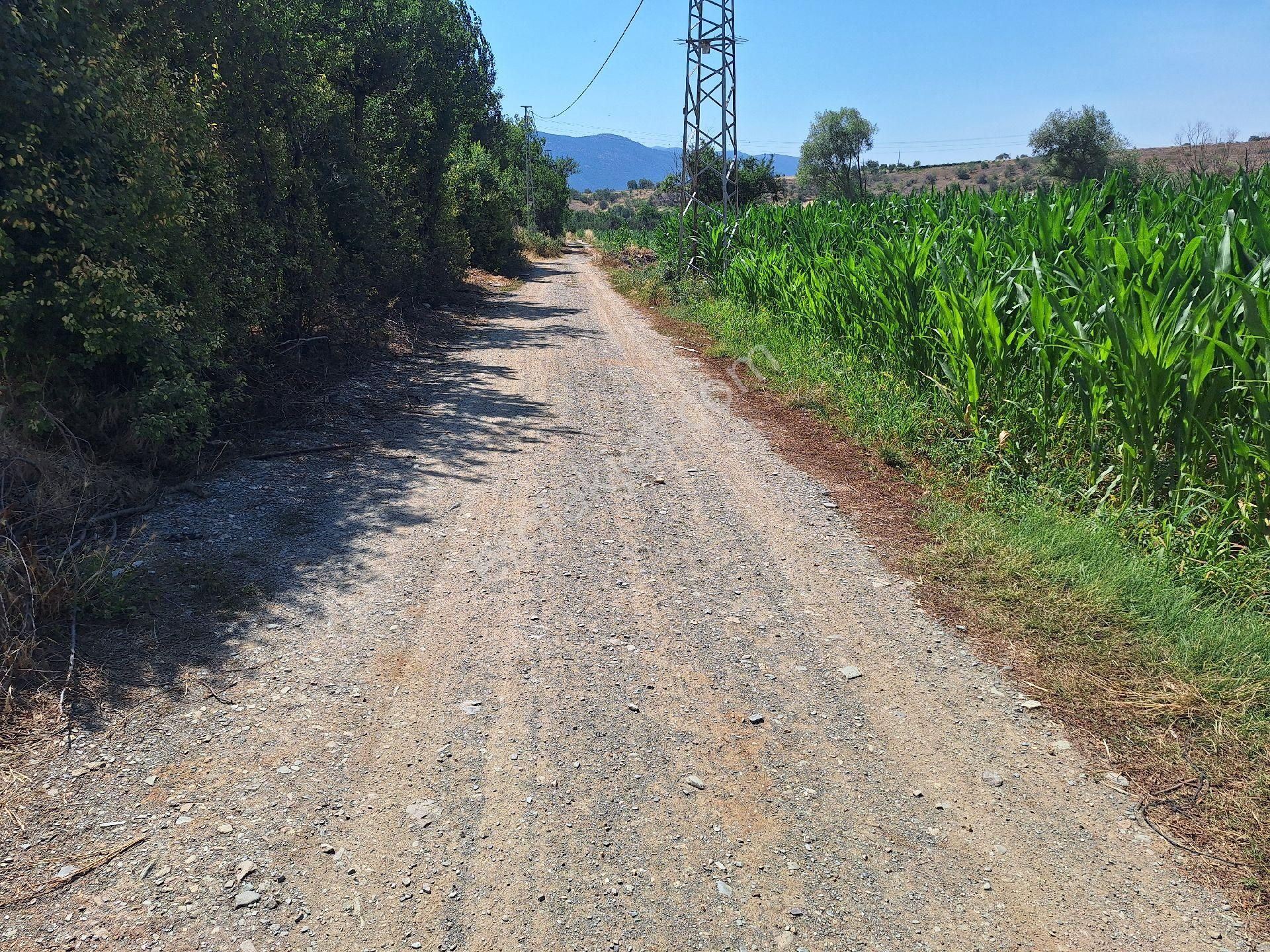 Dagliemlaktan Gedil Mahallesinde